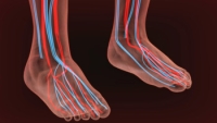 Why Older Adults Can Develop Circulatory Foot Problems